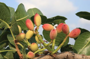 农村一种水果,种植后6年才结果,10年才盛产,炒成干货80元一斤